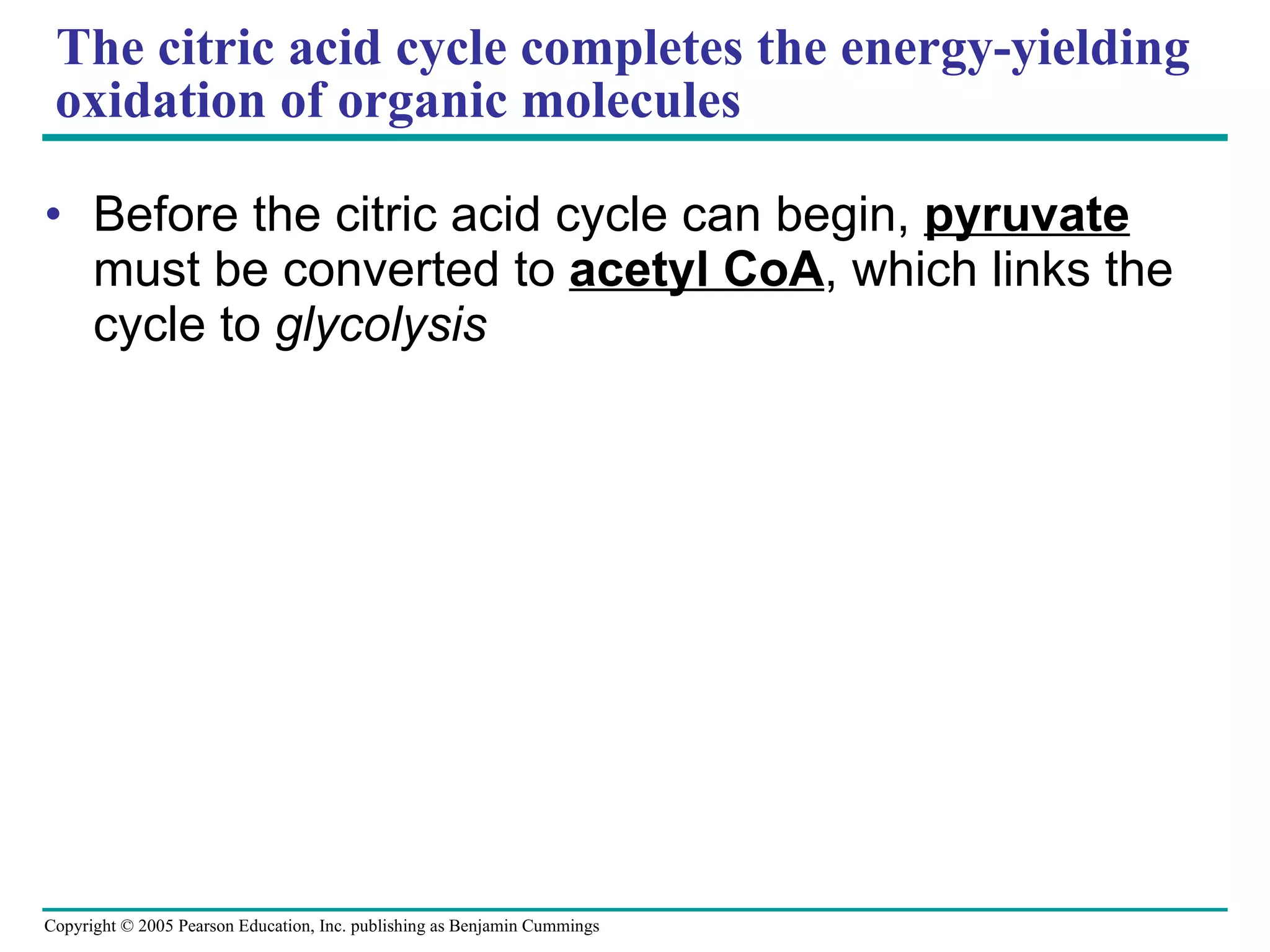 The citric acid cycle completes the energy-yielding oxidation of organic molecules Before the citric acid cycle can begin,  pyruvate  must be converted to  acetyl CoA , which links the cycle to  glycolysis 