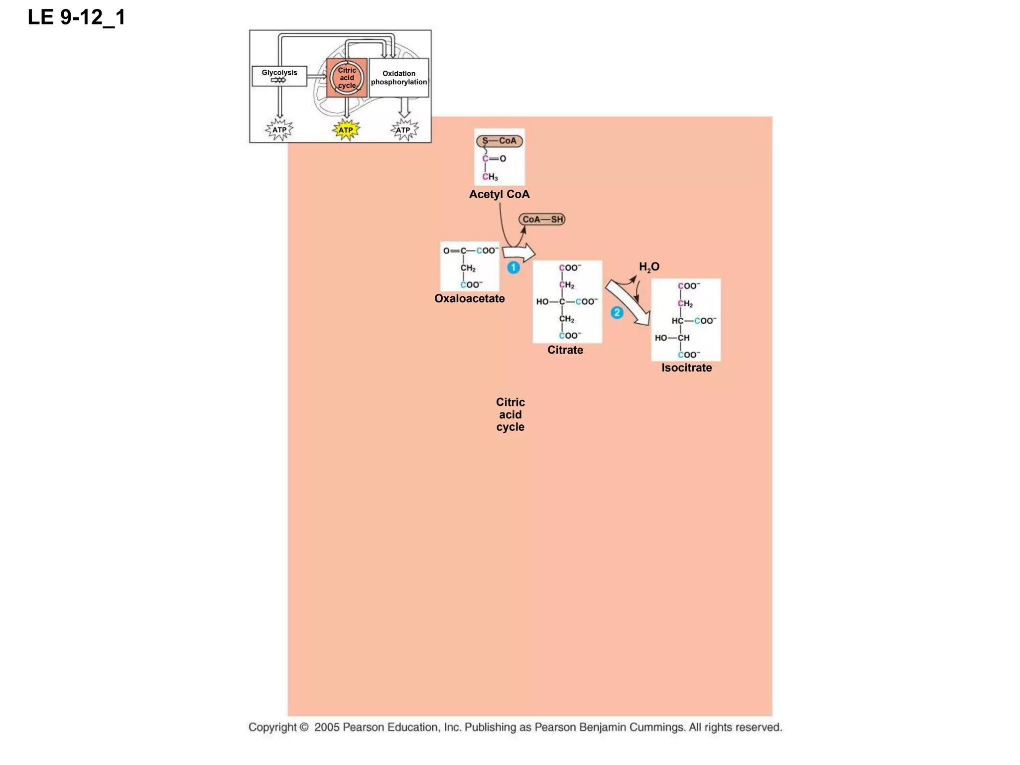 LE 9-12_1 ATP ATP ATP Glycolysis Oxidation phosphorylation Citric acid cycle Citric acid cycle Citrate Isocitrate Oxaloacetate Acetyl CoA H 2 O 