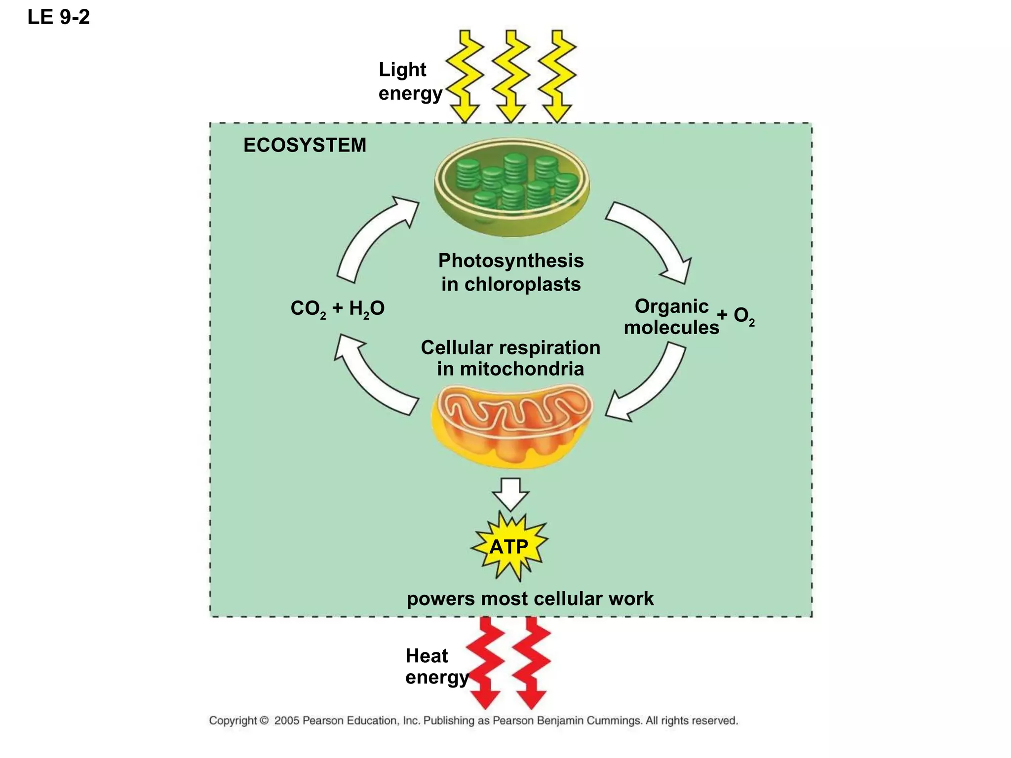 LE 9-2 ECOSYSTEM Light energy Photosynthesis in chloroplasts Cellular respiration in mitochondria Organic molecules + O 2 CO 2  + H 2 O ATP powers most cellular work Heat energy 