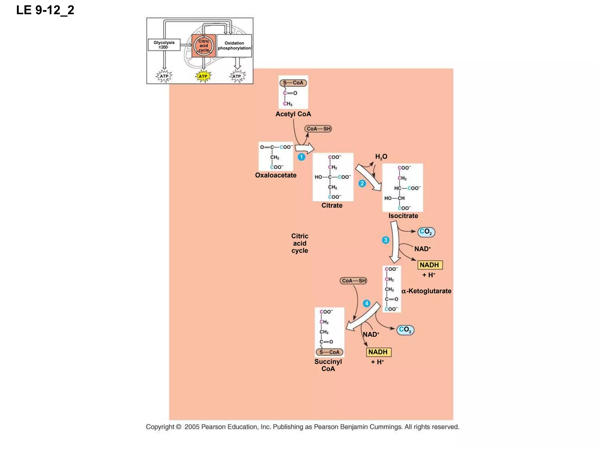 LE 9-12_2 ATP ATP ATP Glycolysis Oxidation phosphorylation Citric acid cycle Citric acid cycle Citrate Isocitrate Oxaloacetate Acetyl CoA H 2 O C O 2 NAD + NADH + H +  -Ketoglutarate C O 2 NAD + NADH + H + Succinyl CoA 