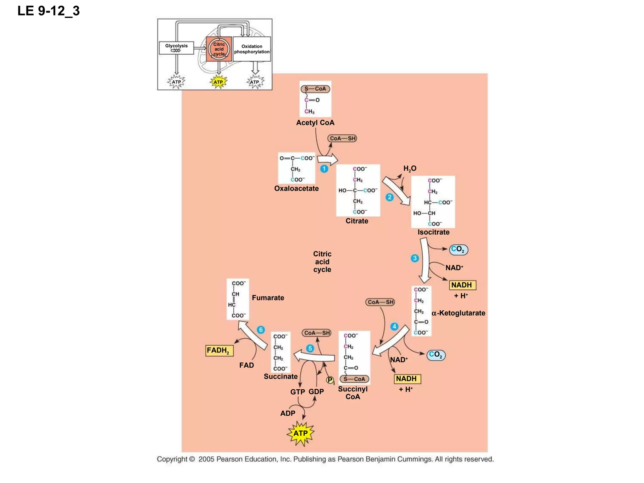 LE 9-12_3 ATP ATP ATP Glycolysis Oxidation phosphorylation Citric acid cycle Citric acid cycle Citrate Isocitrate Oxaloacetate Acetyl CoA H 2 O C O 2 NAD + NADH + H +  -Ketoglutarate C O 2 NAD + NADH + H + Succinyl CoA Succinate GTP GDP ADP ATP FAD FADH 2 P i Fumarate 