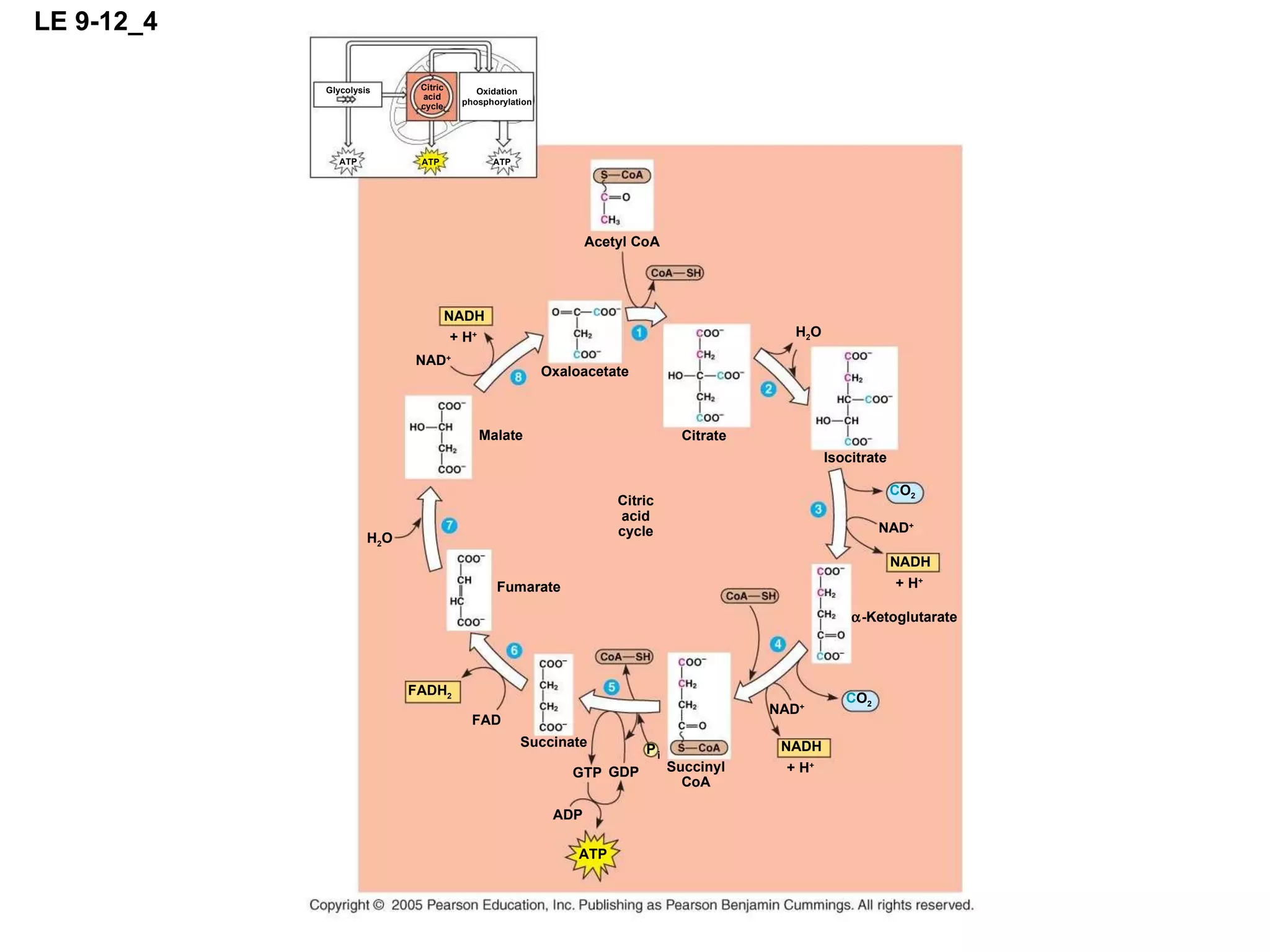 LE 9-12_4 ATP ATP ATP Glycolysis Oxidation phosphorylation Citric acid cycle Citric acid cycle Citrate Isocitrate Oxaloacetate Acetyl CoA H 2 O C O 2 NAD + NADH + H +  -Ketoglutarate C O 2 NAD + NADH + H + Succinyl CoA Succinate GTP GDP ADP ATP FAD FADH 2 P i Fumarate H 2 O Malate NAD + NADH + H + 