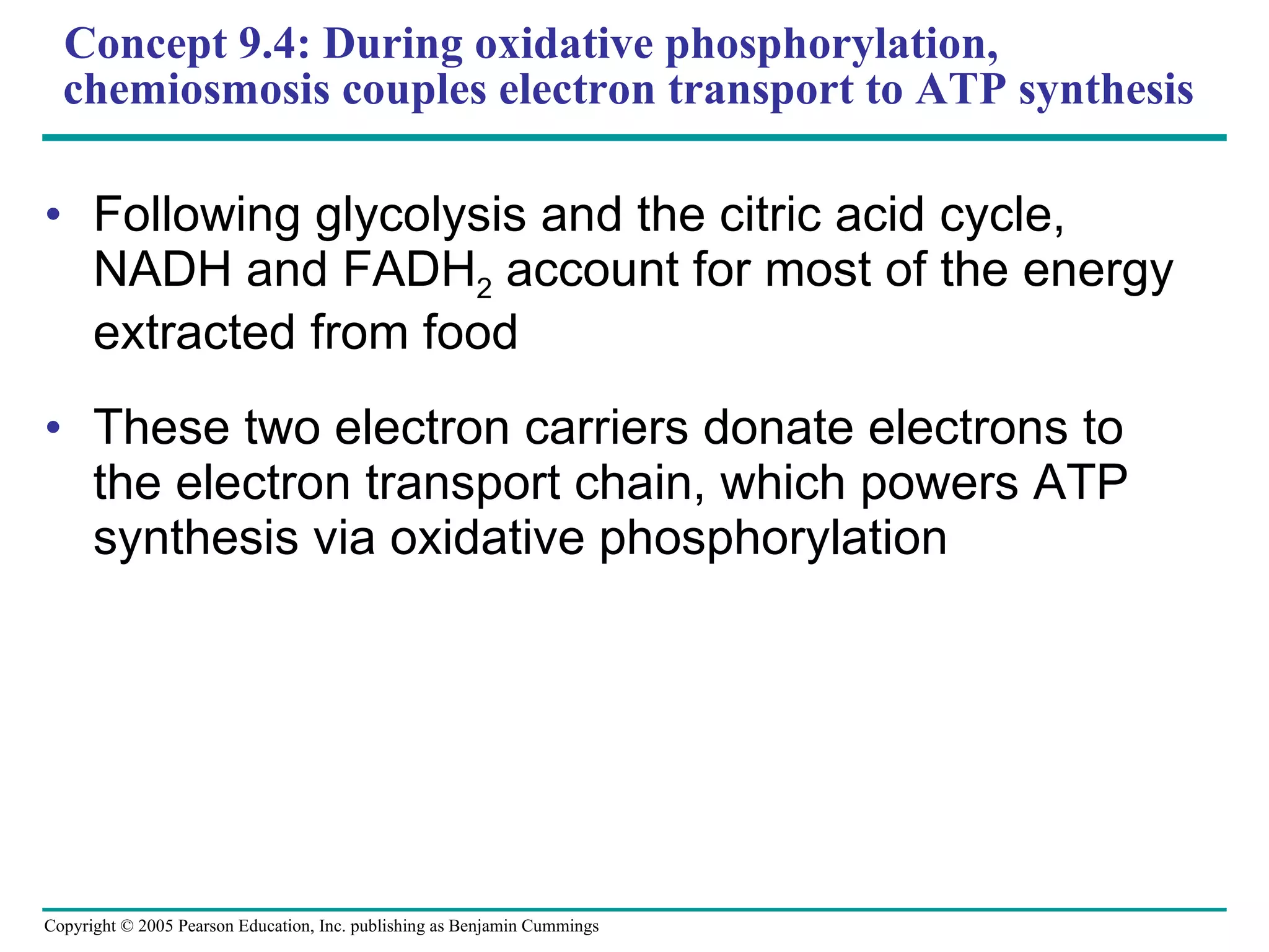 Concept 9.4: During oxidative phosphorylation, chemiosmosis couples electron transport to ATP synthesis Following glycolysis and the citric acid cycle, NADH and FADH 2  account for most of the energy extracted from food These two electron carriers donate electrons to the electron transport chain, which powers ATP synthesis via oxidative phosphorylation 