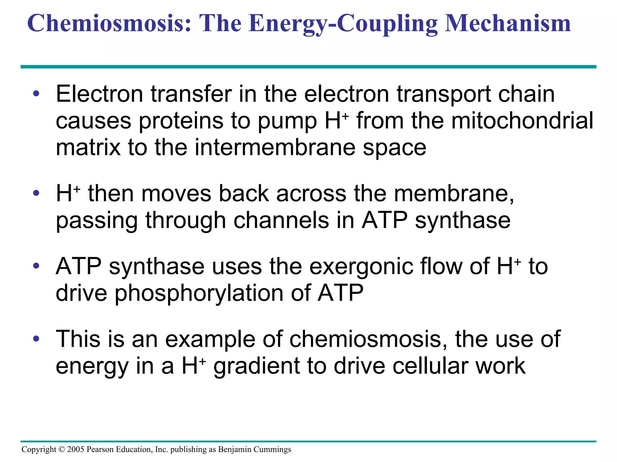 Chemiosmosis: The Energy-Coupling Mechanism Electron transfer in the electron transport chain causes proteins to pump H +  from the mitochondrial matrix to the intermembrane space H +  then moves back across the membrane, passing through channels in ATP synthase  ATP synthase uses the exergonic flow of H +  to drive phosphorylation of ATP This is an example of chemiosmosis, the use of energy in a H +  gradient to drive cellular work 