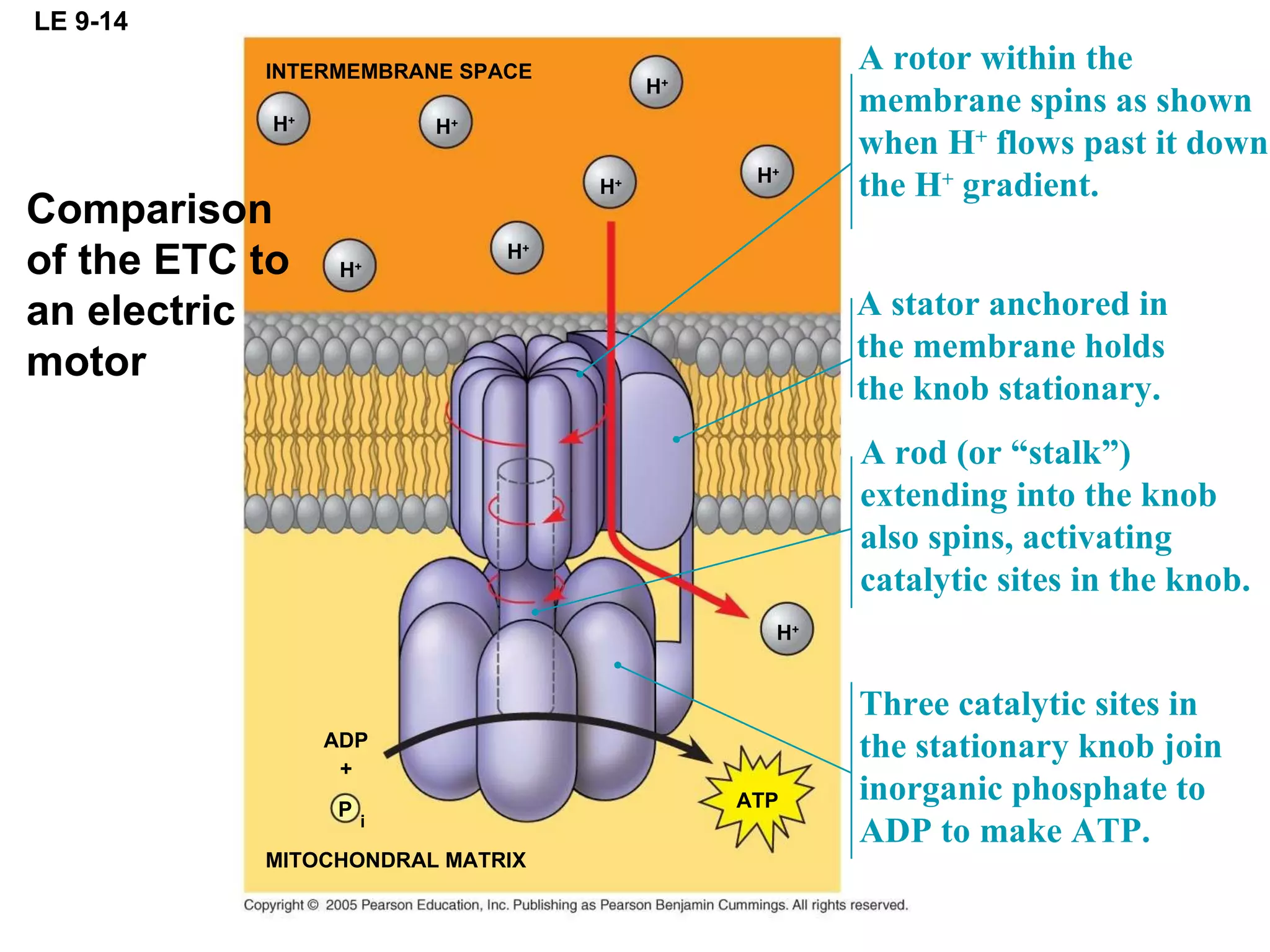 LE 9-14 INTERMEMBRANE SPACE H + H + H + H + H + H + H + H + ATP MITOCHONDRAL MATRIX ADP + P i A rotor within the membrane spins as shown when H +  flows past it down the H +  gradient. A stator anchored in the membrane holds the knob stationary. A rod (or “stalk”) extending into the knob also spins, activating catalytic sites in the knob. Three catalytic sites in the stationary knob join inorganic phosphate to ADP to make ATP. Comparison of the ETC to an electric motor 