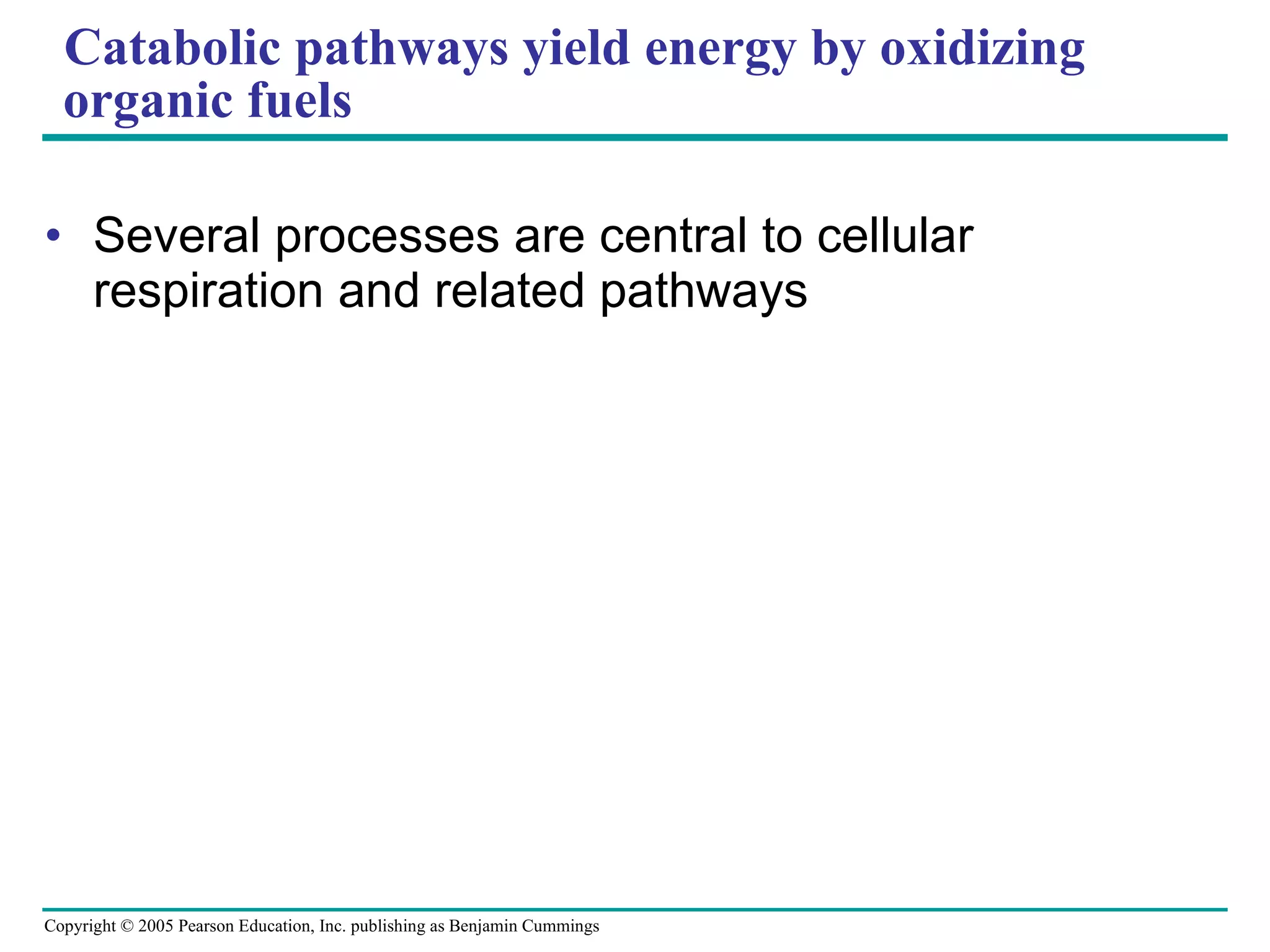 Catabolic pathways yield energy by oxidizing organic fuels Several processes are central to cellular respiration and related pathways 