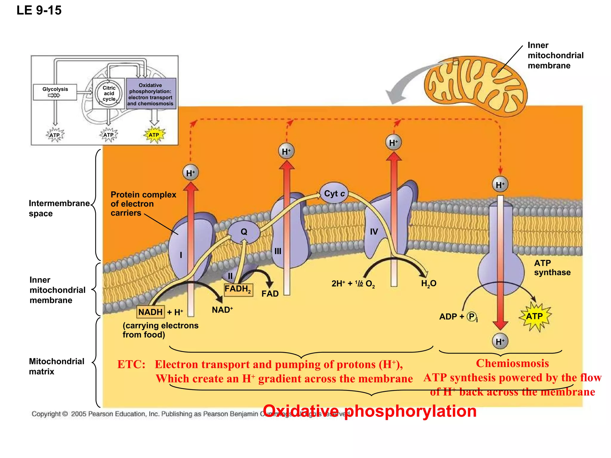 LE 9-15 Protein complex of electron carriers H + ATP ATP ATP Glycolysis Oxidative phosphorylation: electron transport and chemiosmosis Citric acid cycle H + Q III I II FAD FADH 2 + H + NADH NAD + (carrying electrons from food) Inner mitochondrial membrane Inner mitochondrial membrane Mitochondrial matrix Intermembrane space H + H + Cyt  c IV 2H +  +  1 / 2  O 2 H 2 O ADP + H + ATP ATP synthase ETC:  Electron transport and pumping of protons (H + ), Which create an H +  gradient across the membrane P i Chemiosmosis ATP synthesis powered by the flow of H +  back across the membrane Oxidative phosphorylation 