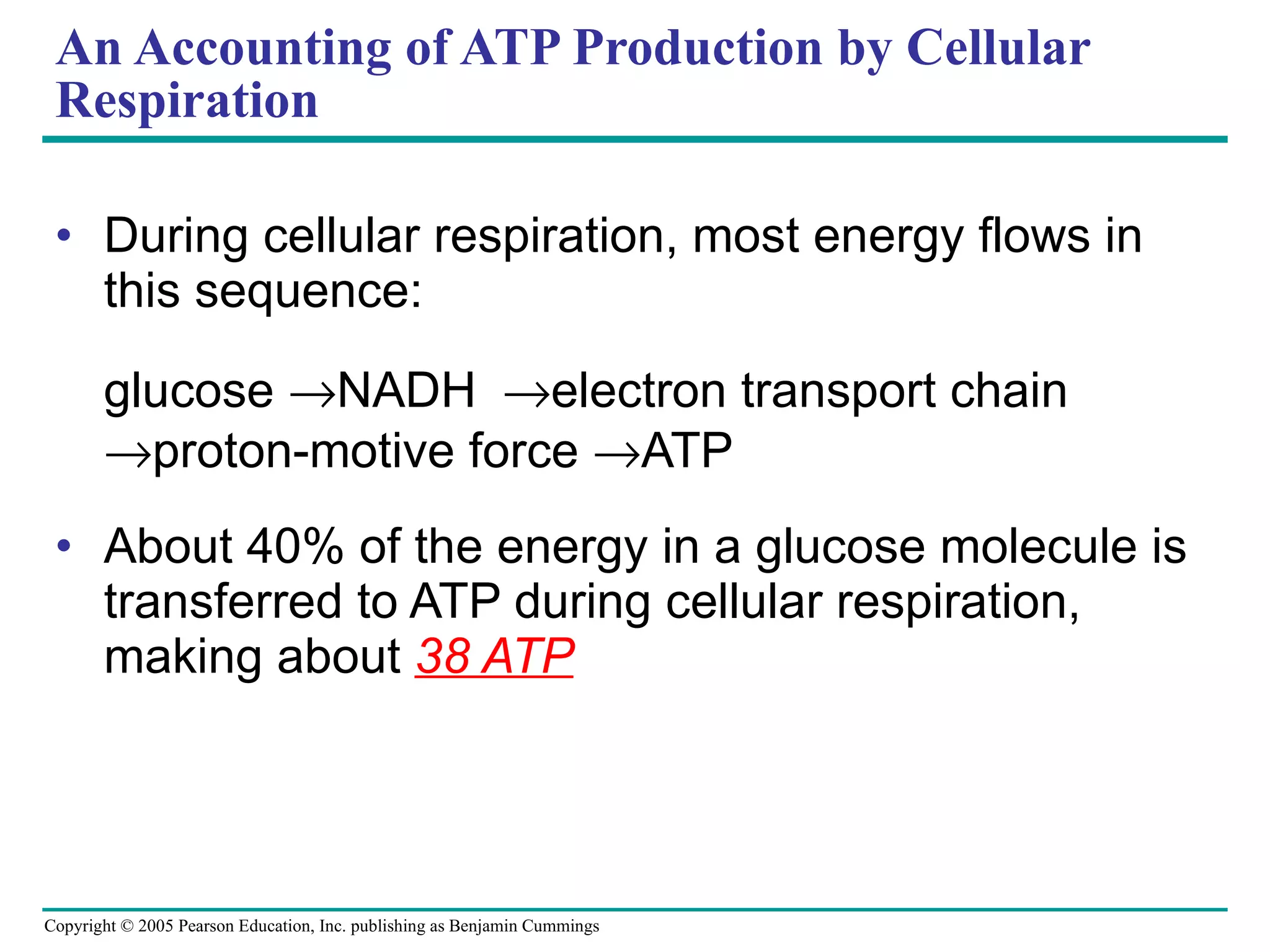An Accounting of ATP Production by Cellular Respiration During cellular respiration, most energy flows in this sequence:  glucose   NADH   electron transport chain   proton-motive force   ATP About 40% of the energy in a glucose molecule is transferred to ATP during cellular respiration, making about  38 ATP 