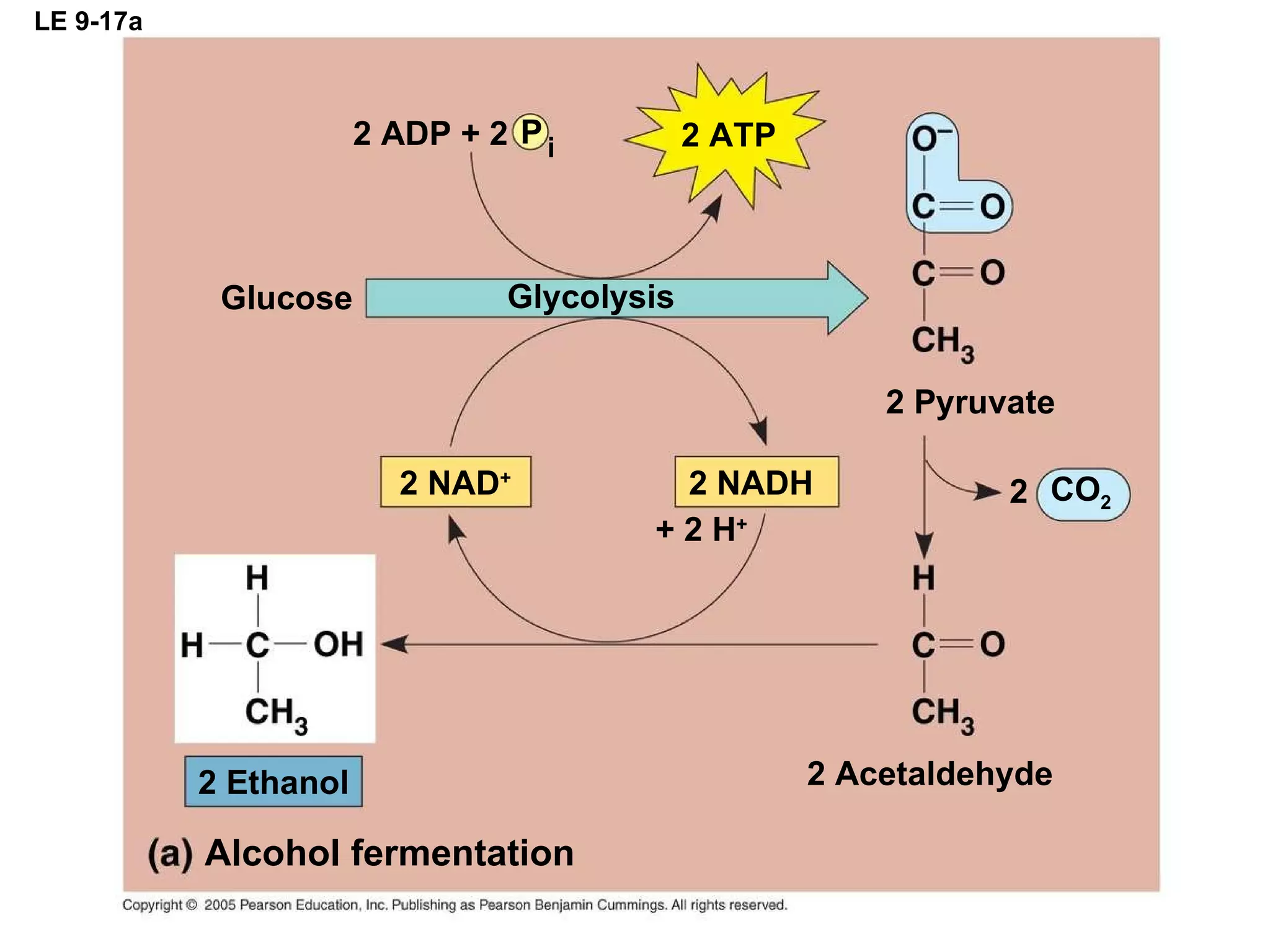 LE 9-17a CO 2 + 2 H + 2 NADH 2 NAD + 2 Acetaldehyde 2 ATP 2 ADP + 2 P i 2 Pyruvate 2 2 Ethanol Alcohol fermentation Glucose Glycolysis 