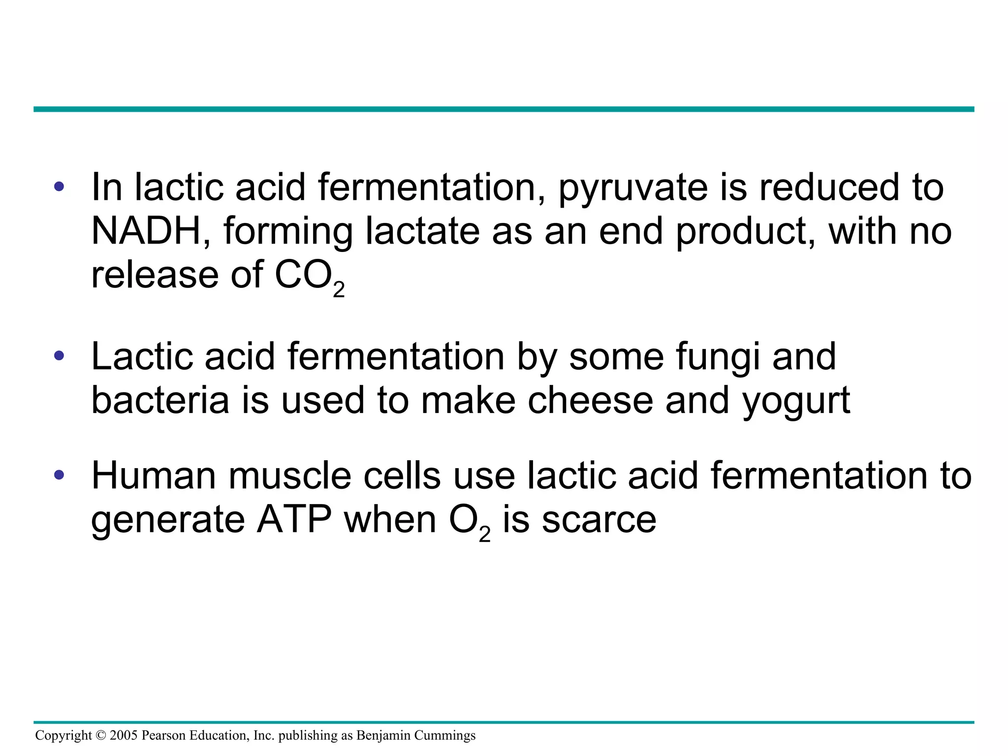 In lactic acid fermentation, pyruvate is reduced to NADH, forming lactate as an end product, with no release of CO 2 Lactic acid fermentation by some fungi and bacteria is used to make cheese and yogurt Human muscle cells use lactic acid fermentation to generate ATP when O 2  is scarce 
