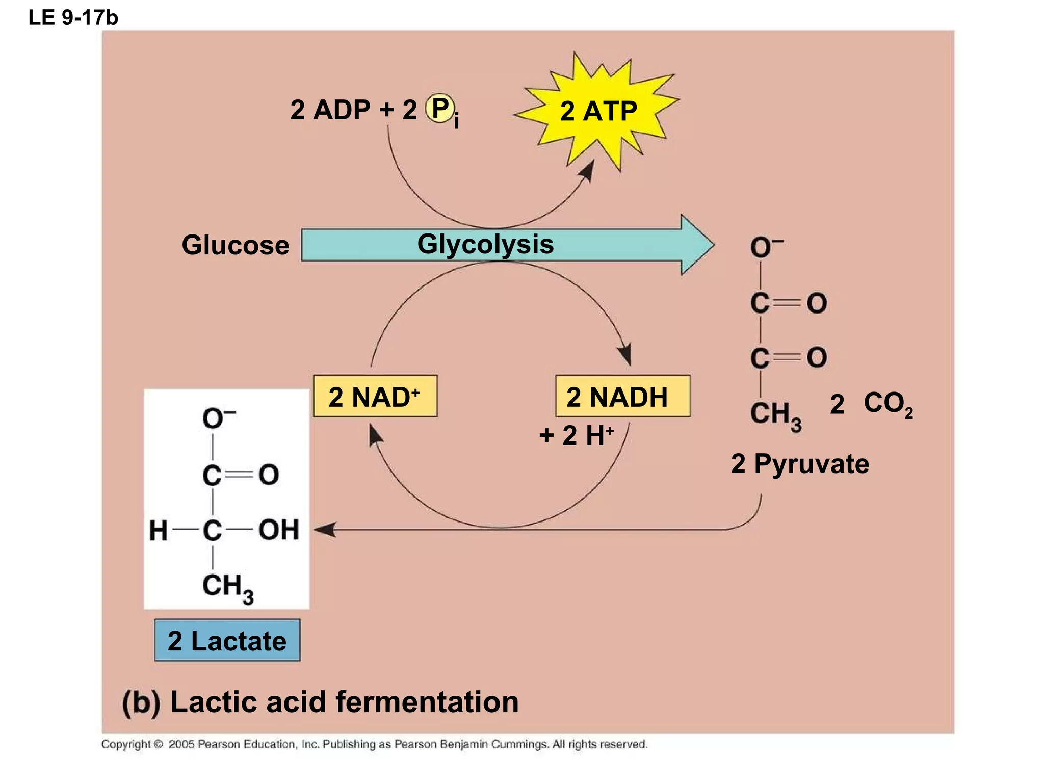 LE 9-17b CO 2 + 2 H + 2 NADH 2 NAD + 2 ATP 2 ADP + 2 P i 2 Pyruvate 2 2 Lactate Lactic acid fermentation Glucose Glycolysis 