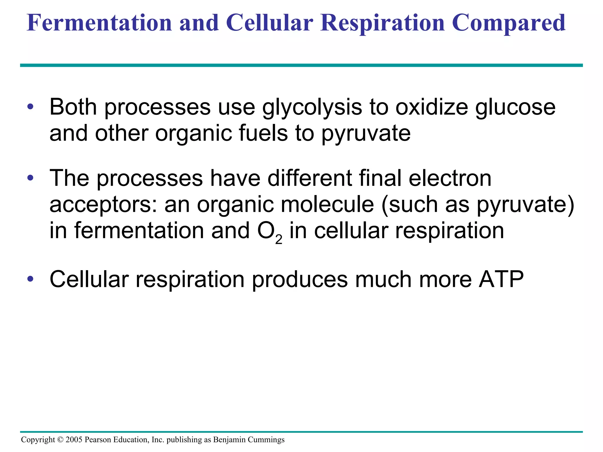 Fermentation and Cellular Respiration Compared Both processes use glycolysis to oxidize glucose and other organic fuels to pyruvate The processes have different final electron acceptors: an organic molecule (such as pyruvate) in fermentation and O 2  in cellular respiration Cellular respiration produces much more ATP 