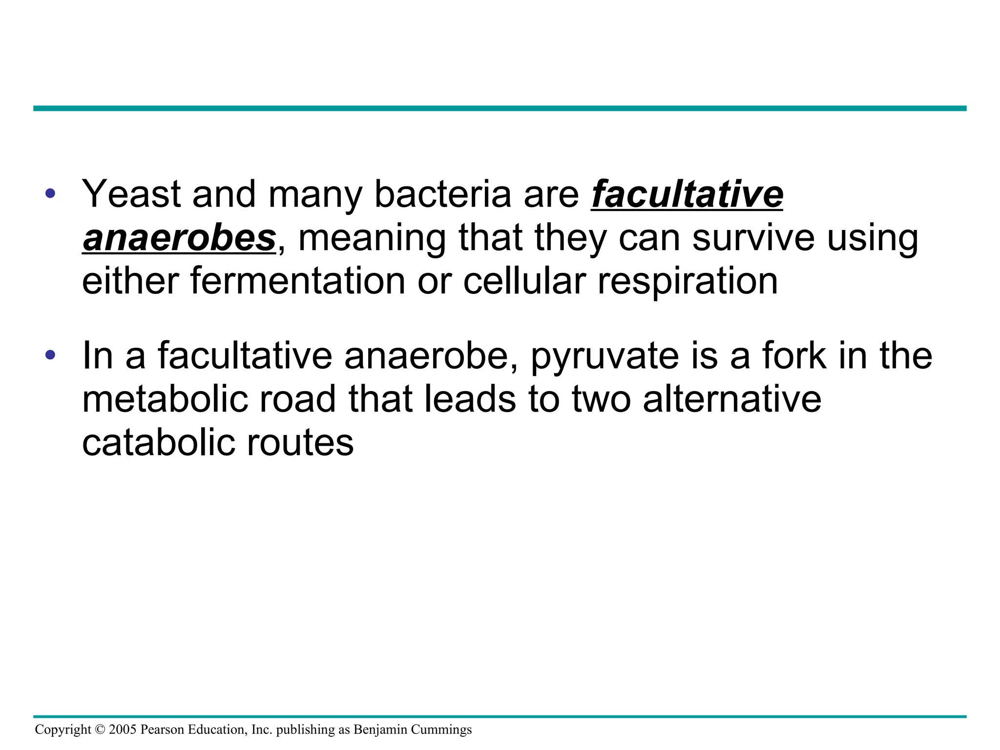 Yeast and many bacteria are  facultative anaerobes , meaning that they can survive using either fermentation or cellular respiration In a facultative anaerobe, pyruvate is a fork in the metabolic road that leads to two alternative catabolic routes 