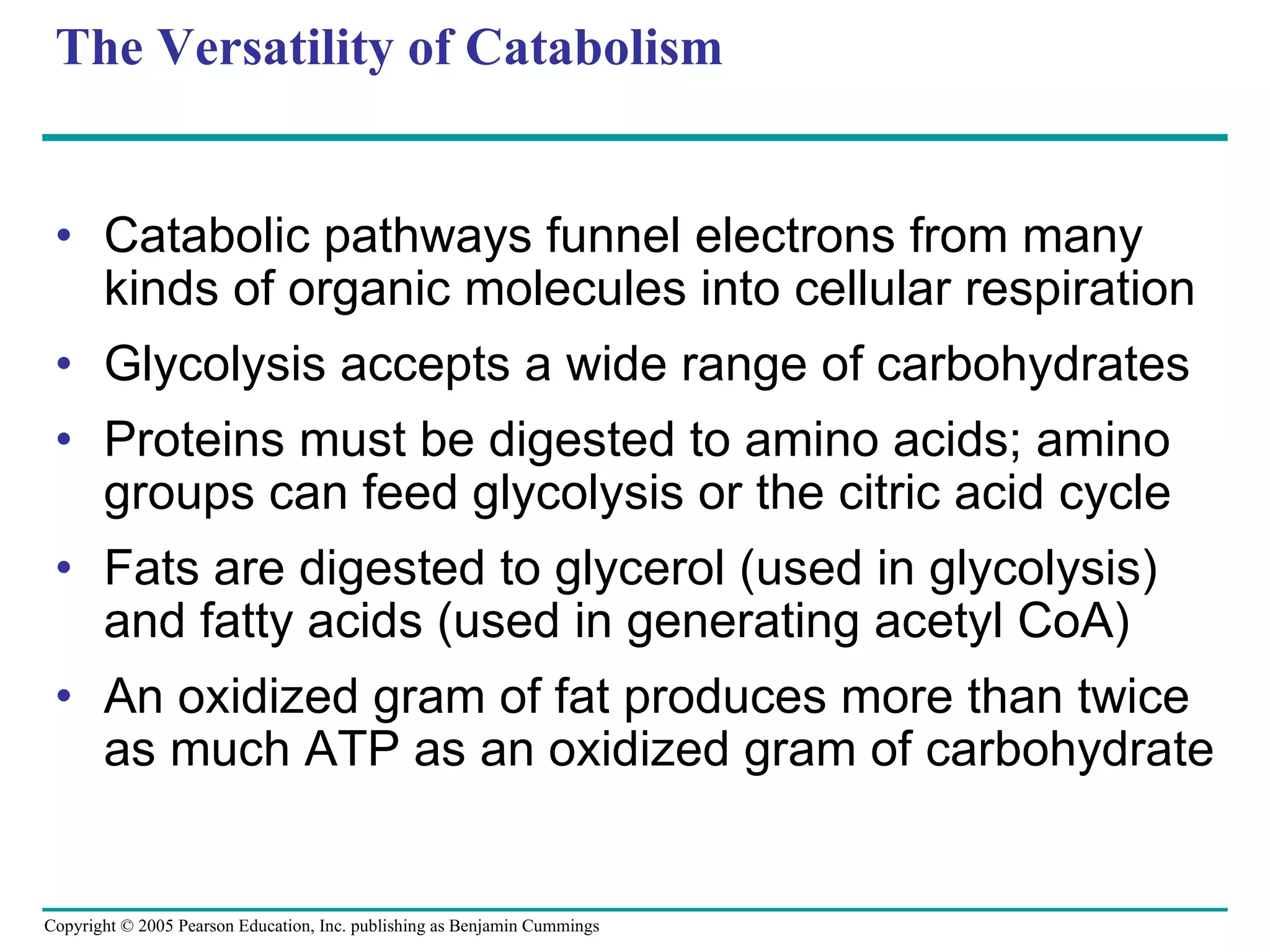 The Versatility of Catabolism Catabolic pathways funnel electrons from many kinds of organic molecules into cellular respiration Glycolysis accepts a wide range of carbohydrates Proteins must be digested to amino acids; amino groups can feed glycolysis or the citric acid cycle Fats are digested to glycerol (used in glycolysis) and fatty acids (used in generating acetyl CoA)  An oxidized gram of fat produces more than twice as much ATP as an oxidized gram of carbohydrate 