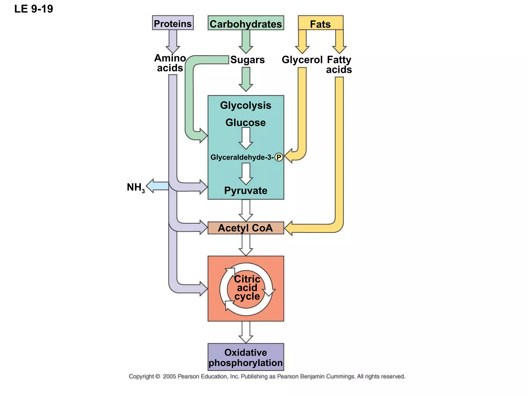 LE 9-19 Citric acid cycle Oxidative phosphorylation Proteins NH 3 Amino acids Sugars Carbohydrates Glycolysis Glucose Glyceraldehyde-3- P Pyruvate Acetyl CoA Fatty acids Glycerol Fats 