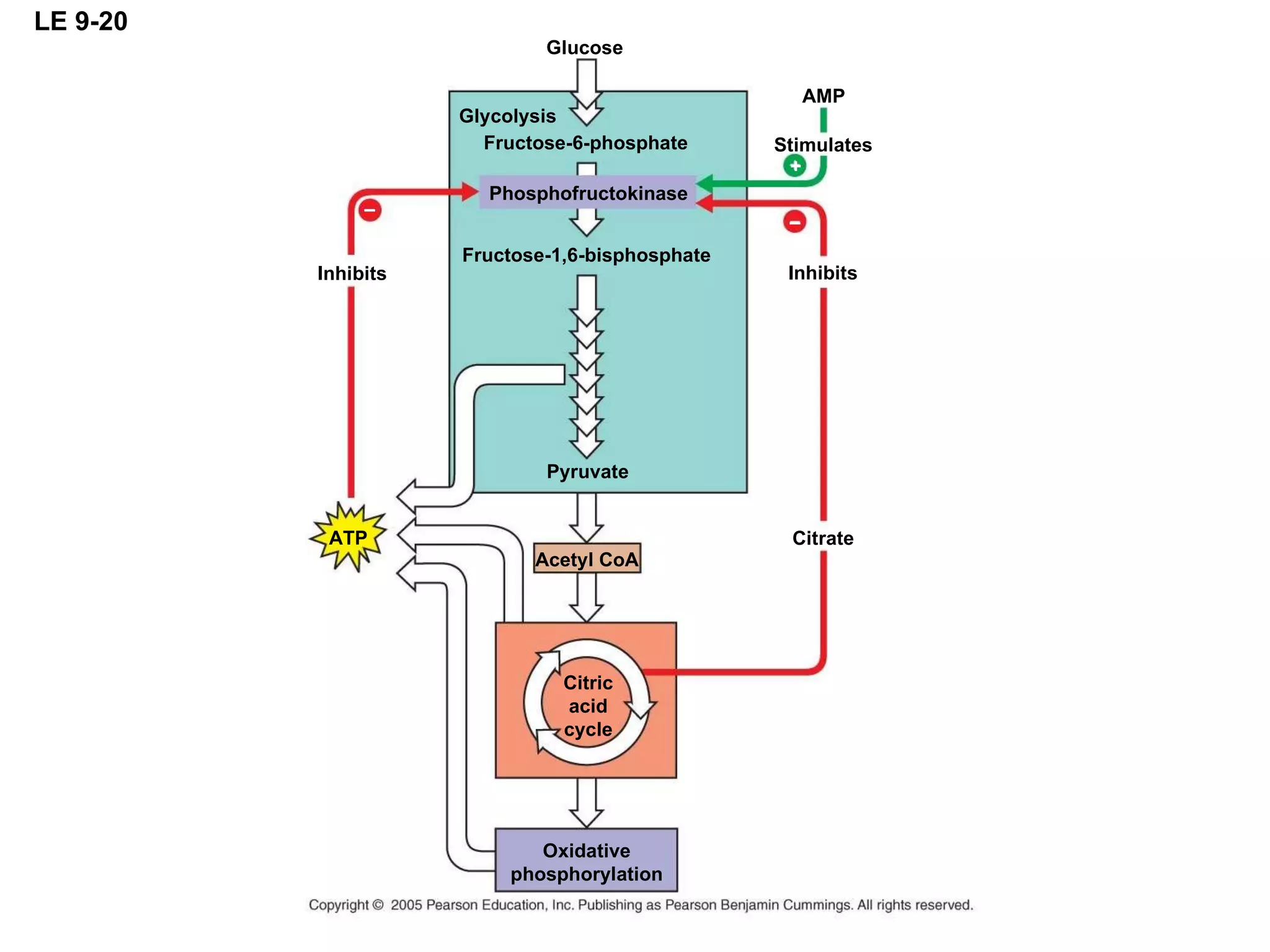 LE 9-20 Citric acid cycle Oxidative phosphorylation Glycolysis Glucose Pyruvate Acetyl CoA Fructose-6-phosphate Phosphofructokinase Fructose-1,6-bisphosphate – Inhibits ATP Citrate Inhibits Stimulates AMP + – 