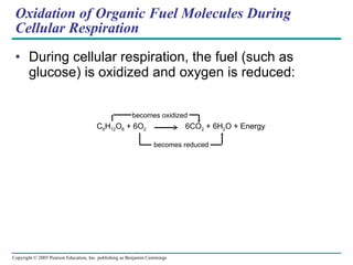 Oxidation of Organic Fuel Molecules During Cellular Respiration During cellular respiration, the fuel (such as glucose) is oxidized and oxygen is reduced: C 6 H 12 O 6  + 6O 2   6CO 2  + 6H 2 O + Energy becomes oxidized becomes reduced 