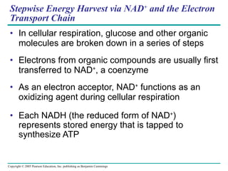 Stepwise Energy Harvest via NAD +  and the Electron Transport Chain In cellular respiration, glucose and other organic molecules are broken down in a series of steps Electrons from organic compounds are usually first transferred to NAD + , a coenzyme As an electron acceptor, NAD +  functions as an oxidizing agent during cellular respiration Each NADH (the reduced form of NAD + ) represents stored energy that is tapped to synthesize ATP 
