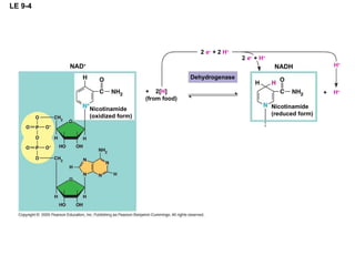 LE 9-4 NAD + Nicotinamide (oxidized form) Dehydrogenase 2   e –   + 2   H + 2   e –   +  H + NADH H + H + Nicotinamide (reduced form) +  2[ H ] (from food) + 