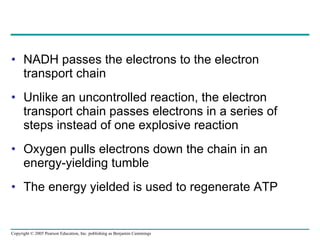 NADH passes the electrons to the electron transport chain Unlike an uncontrolled reaction, the electron transport chain passes electrons in a series of steps instead of one explosive reaction Oxygen pulls electrons down the chain in an energy-yielding tumble The energy yielded is used to regenerate ATP 