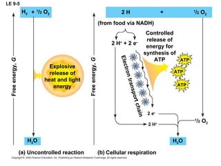 LE 9-5 2 H +  + 2  e –   2 H (from food via NADH) Controlled release of energy for synthesis of ATP ATP ATP ATP 2 H + 2  e –   H 2 O + 1 / 2  O 2 1 / 2  O 2 H 2 + 1 / 2  O 2 H 2 O Explosive release of heat and light energy Cellular respiration Uncontrolled reaction Free energy,  G Free energy,  G Electron transport chain 