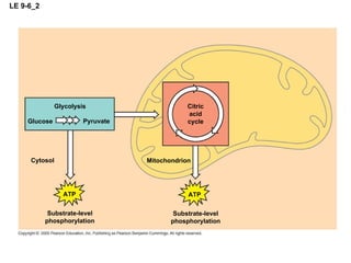 LE 9-6_2 Mitochondrion Glycolysis Pyruvate Glucose Cytosol ATP Substrate-level phosphorylation ATP Substrate-level phosphorylation Citric acid cycle 