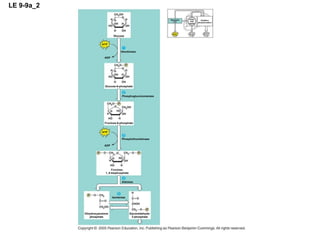 LE 9-9a_2 Glucose ATP ADP Hexokinase ATP ATP ATP Glycolysis Oxidation phosphorylation Citric acid cycle Glucose-6-phosphate Phosphoglucoisomerase Phosphofructokinase Fructose-6-phosphate ATP ADP Fructose- 1, 6-bisphosphate Aldolase Isomerase Dihydroxyacetone phosphate Glyceraldehyde- 3-phosphate 
