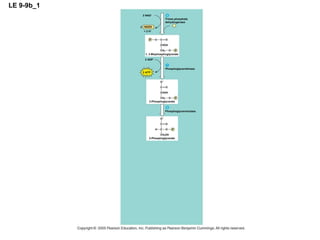 LE 9-9b_1 2 NAD + Triose phosphate dehydrogenase + 2 H + NADH 2 1, 3-Bisphosphoglycerate 2 ADP 2 ATP Phosphoglycerokinase Phosphoglyceromutase 2-Phosphoglycerate 3-Phosphoglycerate 