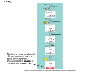 LE 9-9b_2 2 NAD + Triose phosphate dehydrogenase + 2 H + NADH 2 1, 3-Bisphosphoglycerate 2 ADP 2 ATP Phosphoglycerokinase Phosphoglyceromutase 2-Phosphoglycerate 3-Phosphoglycerate 2 ADP 2 ATP Pyruvate kinase 2 H 2 O Enolase Phosphoenolpyruvate Pyruvate The thing to remember about all of these reactions is that in a series of well-controlled chemical reactions  Glucose  is converted to  Pyruvate 