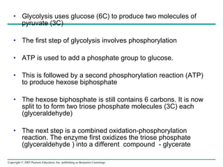 Glycolysis uses glucose (6C) to produce two molecules of pyruvate (3C) The first step of glycolysis involves phosphorylation ATP is used to add a phosphate group to glucose. This is followed by a second phosphorylation reaction (ATP) to produce hexose biphosphate The hexose biphosphate is still contains 6 carbons. It is now split to to form two triose phosphate molecules (3C) each (glyceraldehyde) The next step is a combined oxidation-phosphorylation reaction. The enzyme first oxidizes the triose phosphate (glyceraldehyde ) into a different  compound  - glycerate 