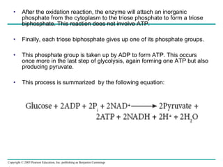 After the oxidation reaction, the enzyme will attach an inorganic phosphate from the cytoplasm to the triose phosphate to form a triose biphosphate. This reaction does not involve ATP. Finally, each triose biphosphate gives up one of its phosphate groups.  This phosphate group is taken up by ADP to form ATP. This occurs once more in the last step of glycolysis, again forming one ATP but also producing pyruvate. This process is summarized  by the following equation: 