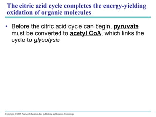 The citric acid cycle completes the energy-yielding oxidation of organic molecules Before the citric acid cycle can begin,  pyruvate  must be converted to  acetyl CoA , which links the cycle to  glycolysis 