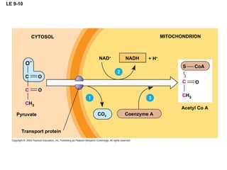 LE 9-10 CYTOSOL Pyruvate NAD + MITOCHONDRION Transport protein NADH + H + Coenzyme A CO 2 Acetyl Co A 