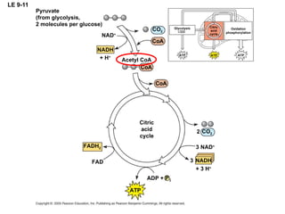LE 9-11 Pyruvate (from glycolysis, 2 molecules per glucose) ATP ATP ATP Glycolysis Oxidation phosphorylation Citric acid cycle NAD + NADH + H + CO 2 CoA Acetyl CoA CoA CoA Citric acid cycle CO 2 2 3 NAD + + 3 H + NADH 3 ATP ADP + P i FADH 2 FAD 