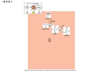 LE 9-12_1 ATP ATP ATP Glycolysis Oxidation phosphorylation Citric acid cycle Citric acid cycle Citrate Isocitrate Oxaloacetate Acetyl CoA H 2 O 