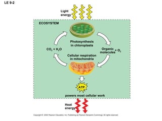 LE 9-2 ECOSYSTEM Light energy Photosynthesis in chloroplasts Cellular respiration in mitochondria Organic molecules + O 2 CO 2  + H 2 O ATP powers most cellular work Heat energy 