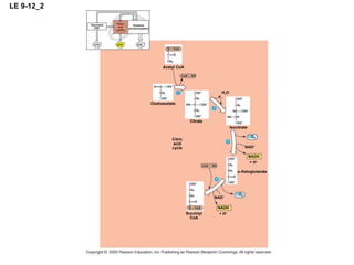 LE 9-12_2 ATP ATP ATP Glycolysis Oxidation phosphorylation Citric acid cycle Citric acid cycle Citrate Isocitrate Oxaloacetate Acetyl CoA H 2 O C O 2 NAD + NADH + H +  -Ketoglutarate C O 2 NAD + NADH + H + Succinyl CoA 