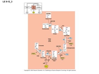 LE 9-12_3 ATP ATP ATP Glycolysis Oxidation phosphorylation Citric acid cycle Citric acid cycle Citrate Isocitrate Oxaloacetate Acetyl CoA H 2 O C O 2 NAD + NADH + H +  -Ketoglutarate C O 2 NAD + NADH + H + Succinyl CoA Succinate GTP GDP ADP ATP FAD FADH 2 P i Fumarate 