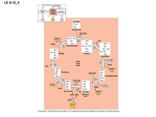 LE 9-12_4 ATP ATP ATP Glycolysis Oxidation phosphorylation Citric acid cycle Citric acid cycle Citrate Isocitrate Oxaloacetate Acetyl CoA H 2 O C O 2 NAD + NADH + H +  -Ketoglutarate C O 2 NAD + NADH + H + Succinyl CoA Succinate GTP GDP ADP ATP FAD FADH 2 P i Fumarate H 2 O Malate NAD + NADH + H + 