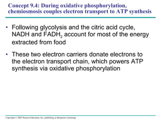 Concept 9.4: During oxidative phosphorylation, chemiosmosis couples electron transport to ATP synthesis Following glycolysis and the citric acid cycle, NADH and FADH 2  account for most of the energy extracted from food These two electron carriers donate electrons to the electron transport chain, which powers ATP synthesis via oxidative phosphorylation 