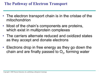 The Pathway of Electron Transport The electron transport chain is in the cristae of the mitochondrion Most of the chain’s components are proteins, which exist in multiprotein complexes The carriers alternate reduced and oxidized states as they accept and donate electrons Electrons drop in free energy as they go down the chain and are finally passed to O 2 , forming water 