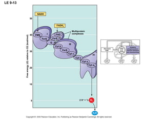 LE 9-13 ATP ATP ATP Glycolysis Oxidative phosphorylation: electron transport and chemiosmosis Citric acid cycle NADH 50 FADH 2 40 FMN Fe•S I FAD Fe•S II III Q Fe•S Cyt  b 30 20 Cyt  c Cyt  c 1 Cyt  a Cyt  a 3 IV 10 0 Multiprotein complexes Free energy ( G ) relative to O2 (kcal/mol) H 2 O O 2 2 H +  +  1 / 2 