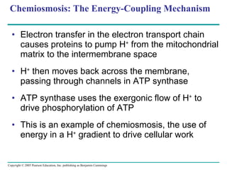 Chemiosmosis: The Energy-Coupling Mechanism Electron transfer in the electron transport chain causes proteins to pump H +  from the mitochondrial matrix to the intermembrane space H +  then moves back across the membrane, passing through channels in ATP synthase  ATP synthase uses the exergonic flow of H +  to drive phosphorylation of ATP This is an example of chemiosmosis, the use of energy in a H +  gradient to drive cellular work 