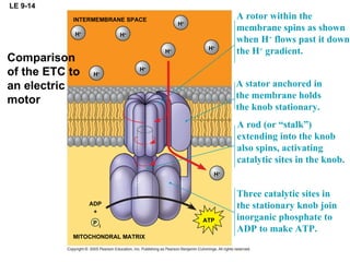 LE 9-14 INTERMEMBRANE SPACE H + H + H + H + H + H + H + H + ATP MITOCHONDRAL MATRIX ADP + P i A rotor within the membrane spins as shown when H +  flows past it down the H +  gradient. A stator anchored in the membrane holds the knob stationary. A rod (or “stalk”) extending into the knob also spins, activating catalytic sites in the knob. Three catalytic sites in the stationary knob join inorganic phosphate to ADP to make ATP. Comparison of the ETC to an electric motor 