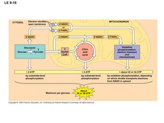 LE 9-16 CYTOSOL Electron shuttles span membrane 2 NADH or 2 FADH 2 MITOCHONDRION Oxidative phosphorylation: electron transport and chemiosmosis 2 FADH 2 2 NADH 6 NADH Citric acid cycle 2 Acetyl CoA 2 NADH Glycolysis Glucose 2 Pyruvate + 2 ATP by substrate-level phosphorylation + 2 ATP by substrate-level phosphorylation + about 32 or 34 ATP by oxidation phosphorylation, depending on which shuttle transports electrons form NADH in cytosol About 36 or 38 ATP Maximum per glucose: 