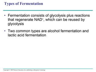Types of Fermentation Fermentation consists of glycolysis plus reactions that regenerate NAD + , which can be reused by glycolysis Two common types are alcohol fermentation and lactic acid fermentation 
