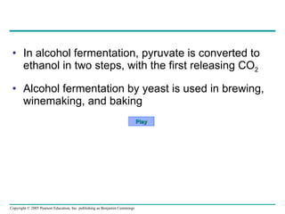 In alcohol fermentation, pyruvate is converted to ethanol in two steps, with the first releasing CO 2 Alcohol fermentation by yeast is used in brewing, winemaking, and baking Play 