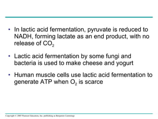 In lactic acid fermentation, pyruvate is reduced to NADH, forming lactate as an end product, with no release of CO 2 Lactic acid fermentation by some fungi and bacteria is used to make cheese and yogurt Human muscle cells use lactic acid fermentation to generate ATP when O 2  is scarce 