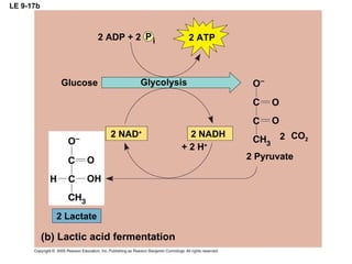 LE 9-17b CO 2 + 2 H + 2 NADH 2 NAD + 2 ATP 2 ADP + 2 P i 2 Pyruvate 2 2 Lactate Lactic acid fermentation Glucose Glycolysis 
