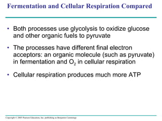 Fermentation and Cellular Respiration Compared Both processes use glycolysis to oxidize glucose and other organic fuels to pyruvate The processes have different final electron acceptors: an organic molecule (such as pyruvate) in fermentation and O 2  in cellular respiration Cellular respiration produces much more ATP 